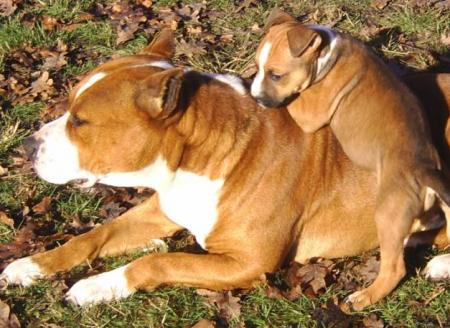 amstaff tout puissant
